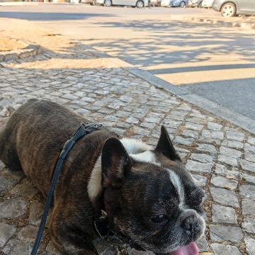 MiPetland - Loures - Pet Care and Grooming