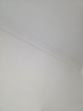 Inspeção e Remoção de Bolor