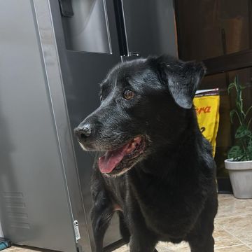 Bárbara Marques - Lisboa - Services pour animaux de compagnie