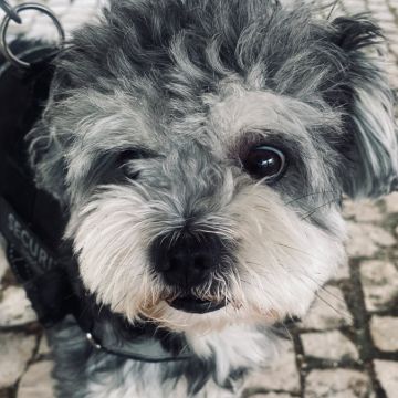 MiPetland - Loures - Dog Walking