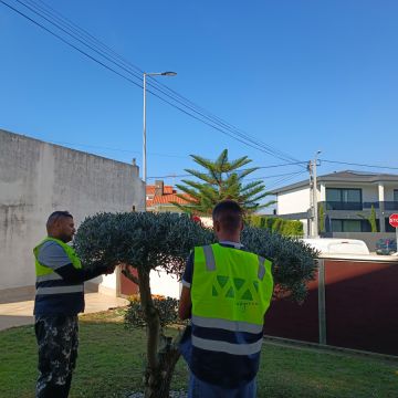 VMPgreen - Vila do Conde - Trituración y eliminación de tocones