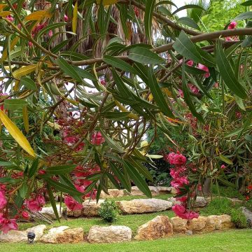 VMPgreen - Vila do Conde - Poda y mantenimiento de árboles