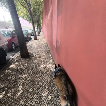 MiPetland - Loures - Dog Training - Private Lessons