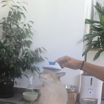 MiPetland - Loures - Pet Sitting and Walking