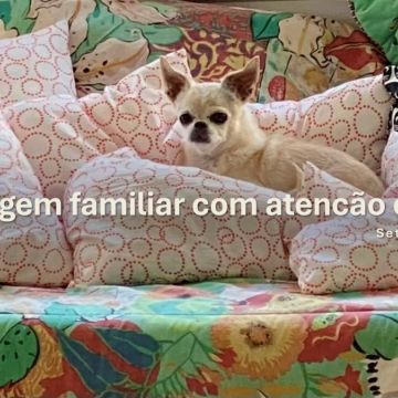 Ana Cristina Costa - Setúbal - Katzensitter