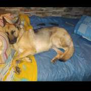 Sara sousa - Castelo Branco - Dog Walking