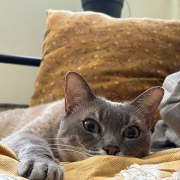 Bárbara Marques - Lisboa - Hôtel pour animaux de compagnie