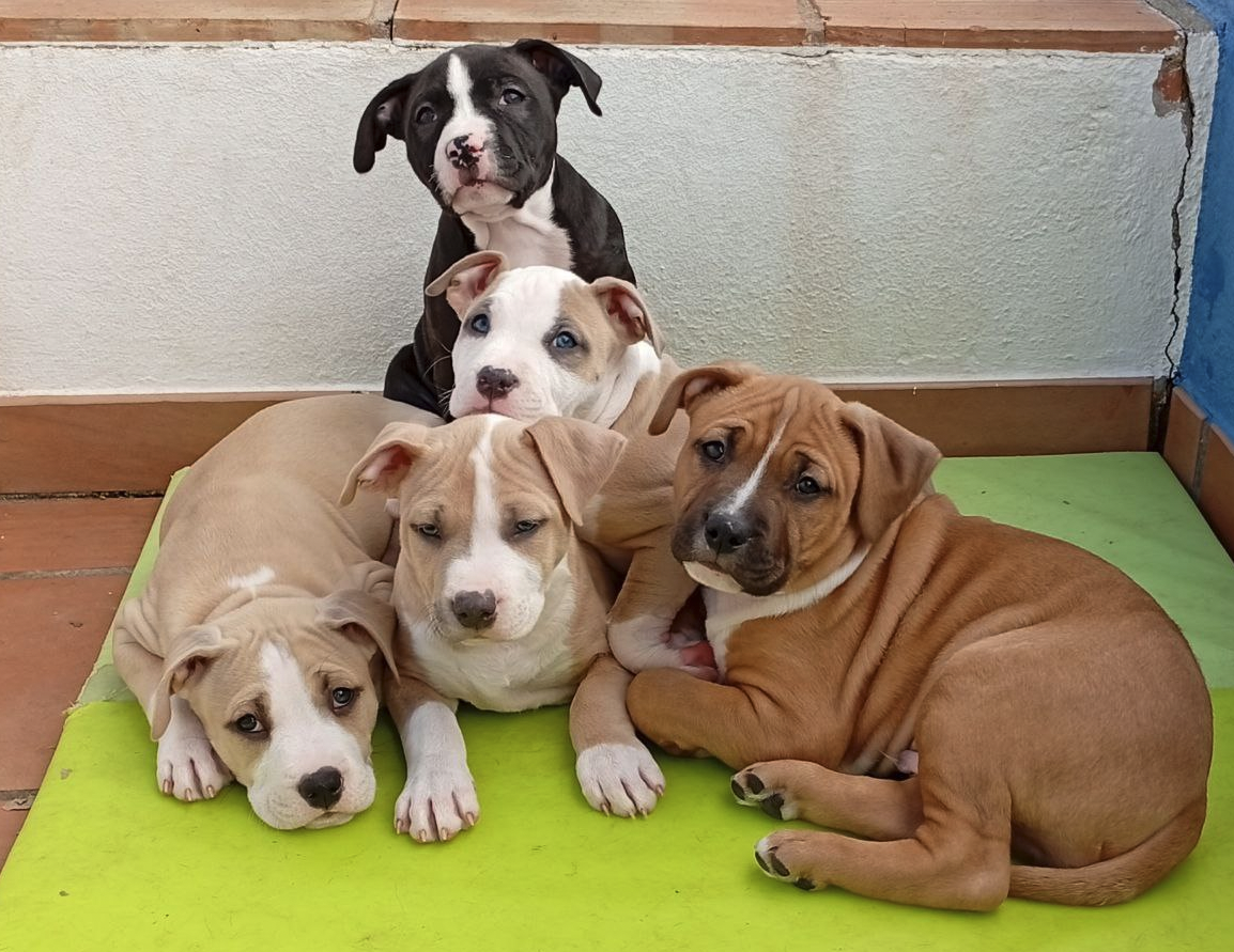 Happy Paws Care - Mafra - Mafra - Arabisch Übersetzung