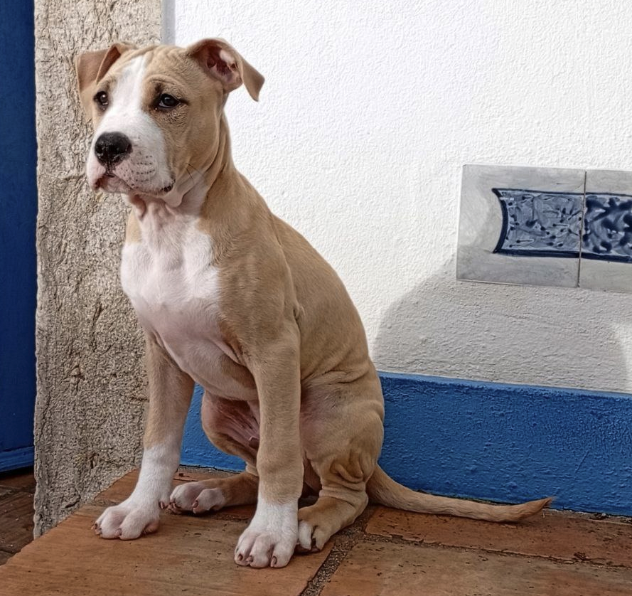 Happy Paws Care - Mafra - Mafra - Thailändisch Übersetzung