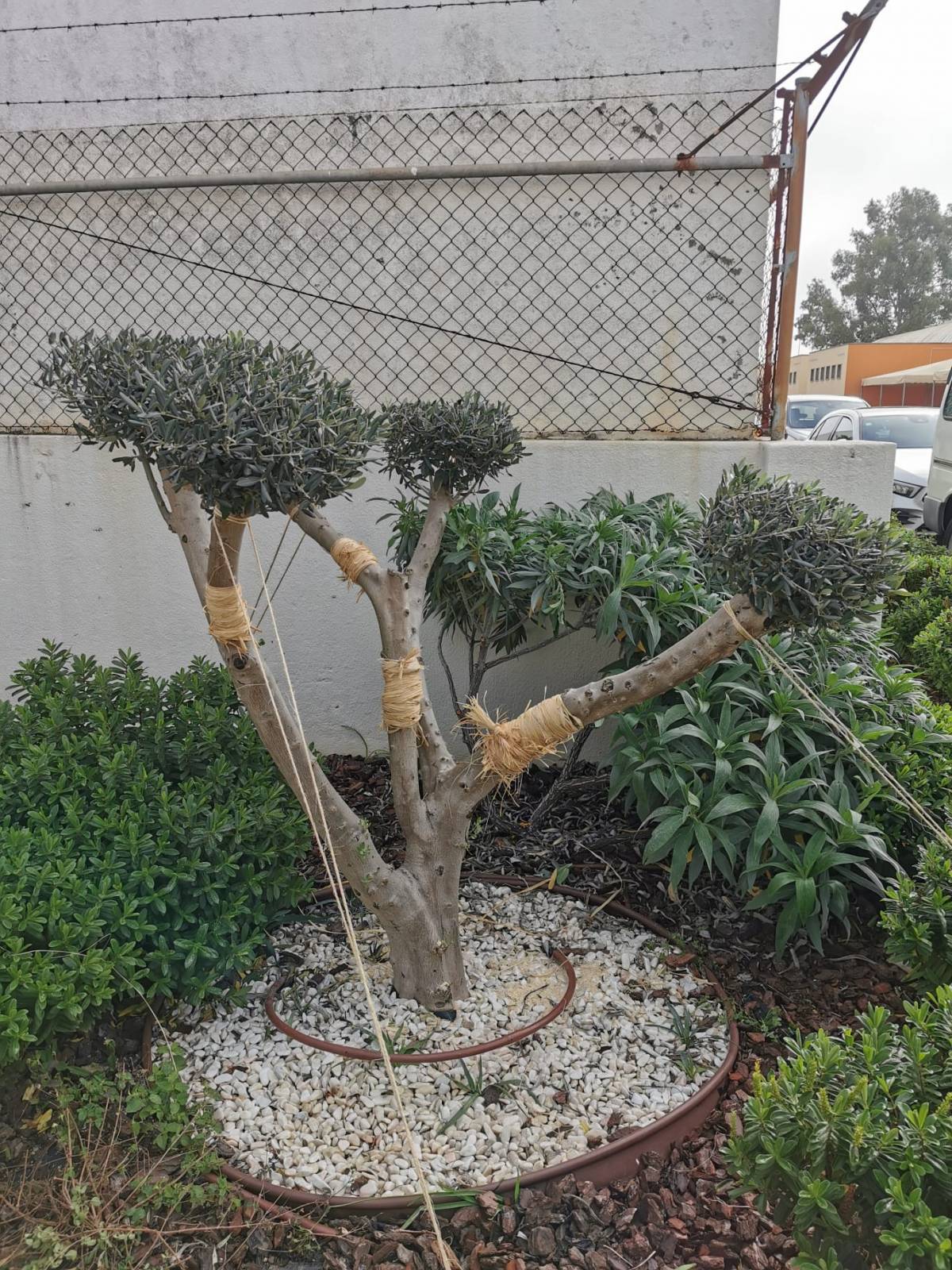 Técnico de Jardinagem e espaços verdes - Vila Franca de Xira - Poda e Manutenção de Árvores