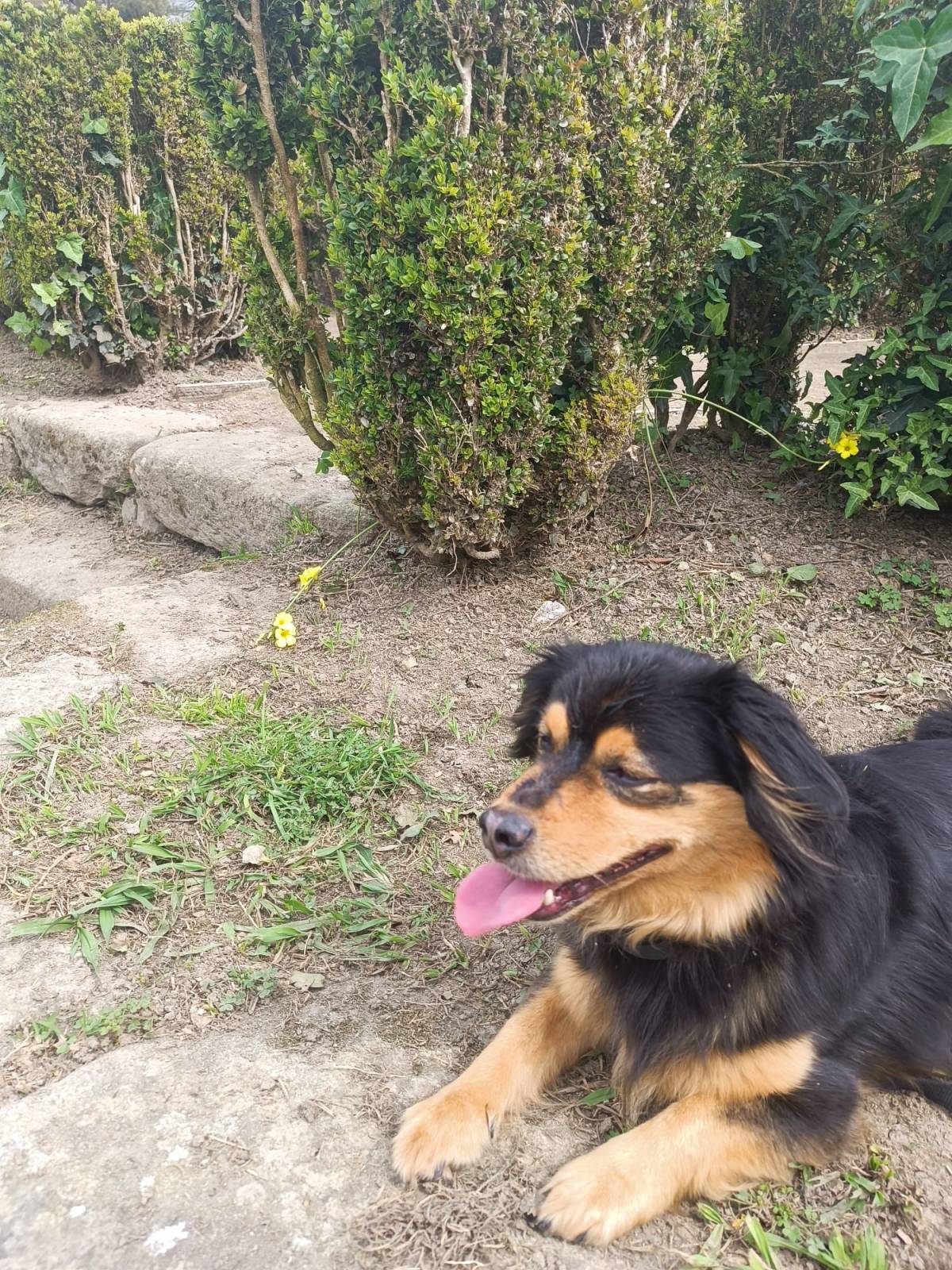 Patricia Alcantara de Paula - Porto - Garderie pour chiens
