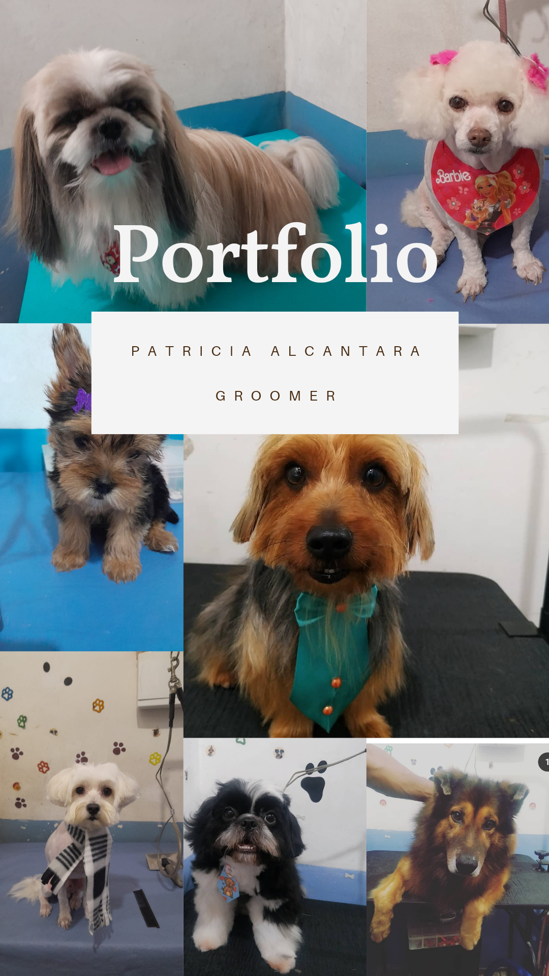 Patricia Alcantara de Paula - Porto - Hotel para Gatos