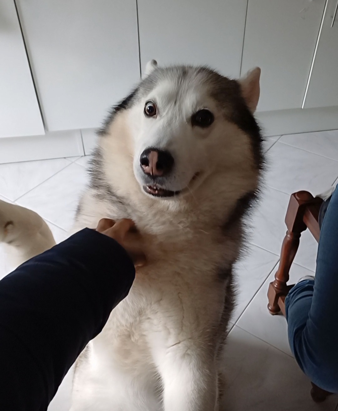 Elly Pet Care Almada - Seixal - Pet Sitting