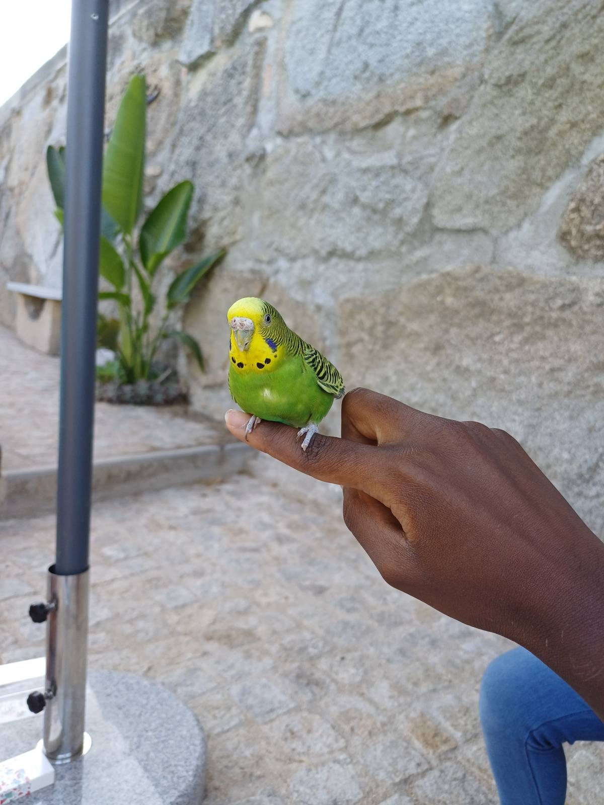 Elly Pet Care Almada - Seixal - Cat Sitting