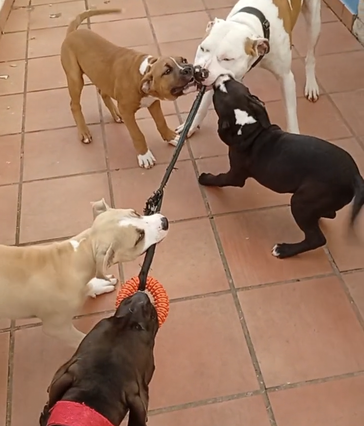 Happy Paws Care - Mafra - Mafra - Lateinisch Übersetzung