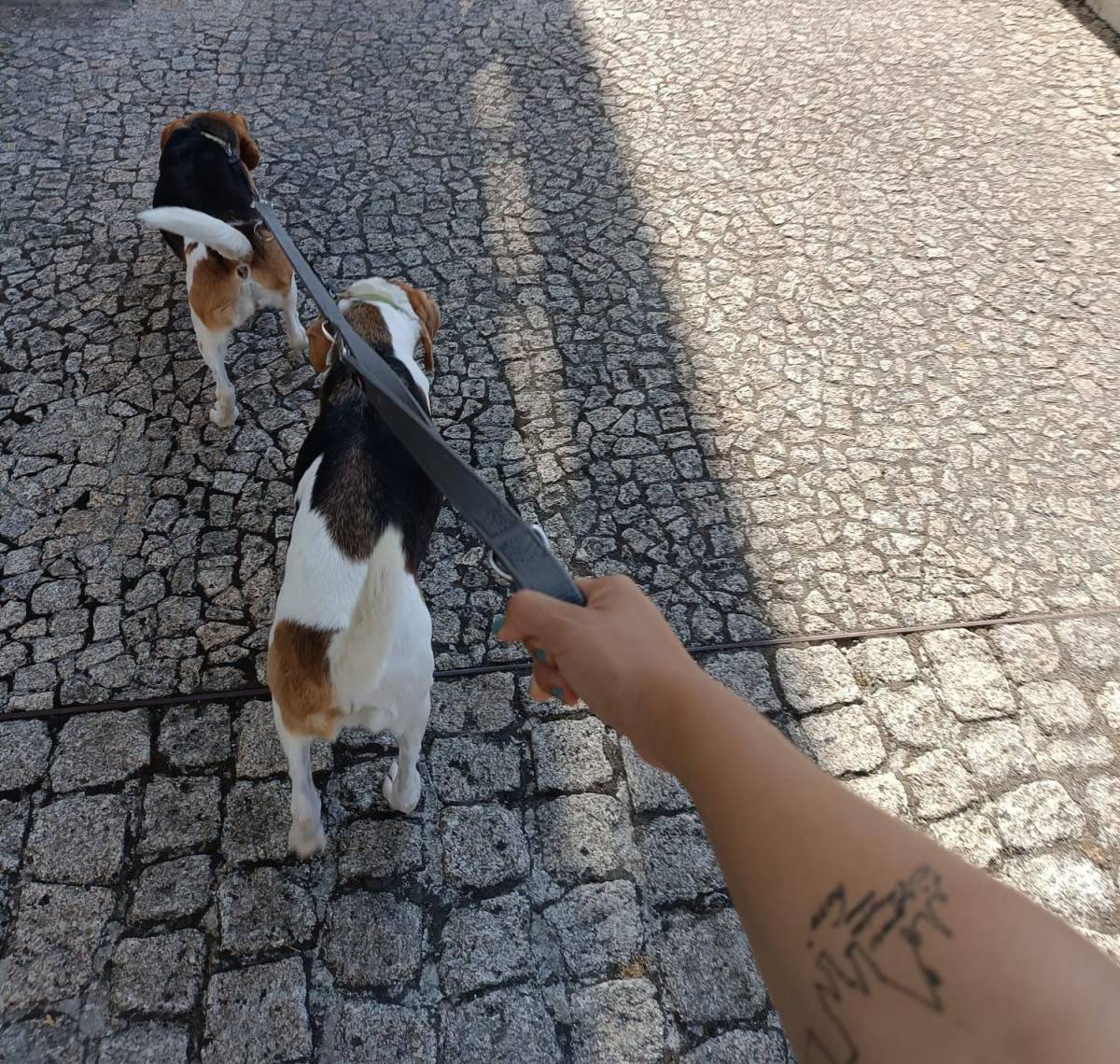 Patricia Alcantara de Paula - Porto - Pension et garderie pour animaux