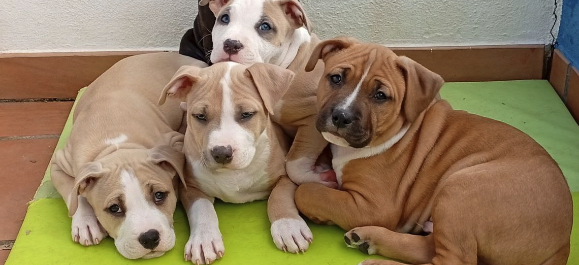 Happy Paws Care - Mafra - Mafra - Hundeausführung