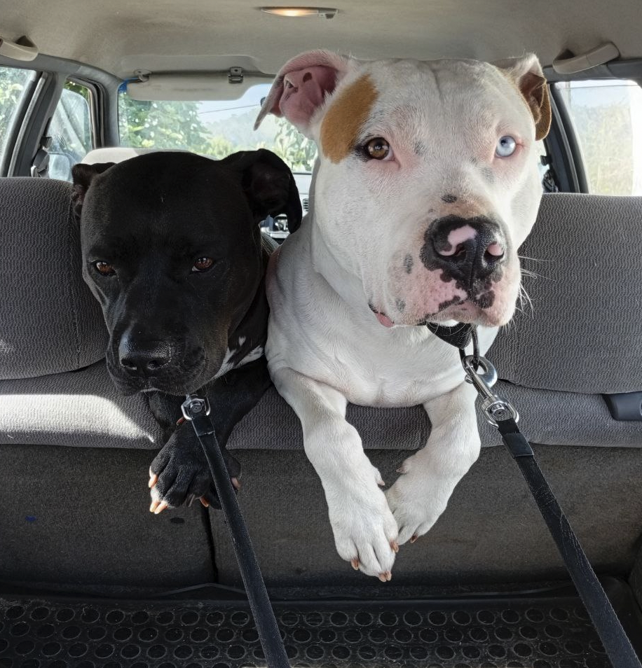 Happy Paws Care - Mafra - Mafra - Übersetzung