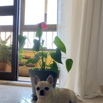 Margarida Caldeira - Alcochete - Dog Walking