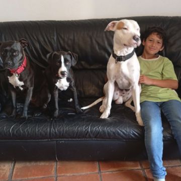Happy Paws Care - Mafra - Mafra - Haustierpflege