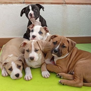 Happy Paws Care - Mafra - Mafra - Arabisch Übersetzung