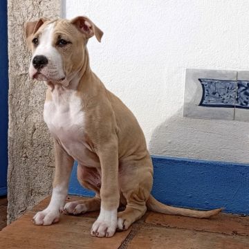 Happy Paws Care - Mafra - Mafra - Thailändisch Übersetzung