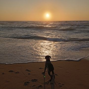 Happy Paws Care - Mafra - Mafra - Koreanisch Übersetzung