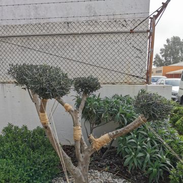 Técnico de Jardinagem e espaços verdes - Vila Franca de Xira - Poda e Manutenção de Árvores