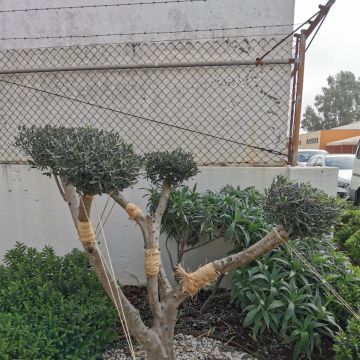 Técnico de Jardinagem e espaços verdes - Vila Franca de Xira - Lawncare