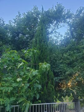 Poda e Manutenção de Árvores - Jardinagem e Relvados