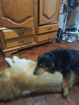Patricia Alcantara de Paula - Porto - Pension pour chiens
