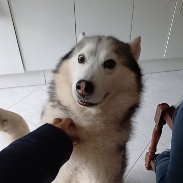 Elly Pet Care Almada - Seixal - Pet Sitting