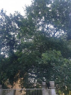 Jardinagem e Relvados - Casa