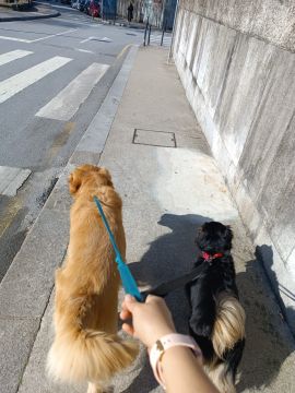 Patricia Alcantara de Paula - Porto - Hôtel pour animaux de compagnie