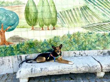 Luisa @vidacomoscachorros - Lisboa - Treino de Animais