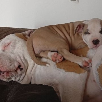 Happy Paws Care - Mafra - Mafra - Norwegisch Übersetzung