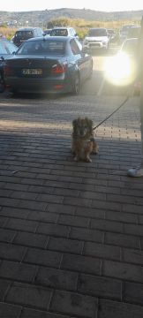 Dog Hotel