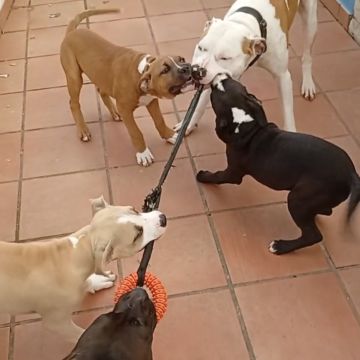 Happy Paws Care - Mafra - Mafra - Lateinisch Übersetzung
