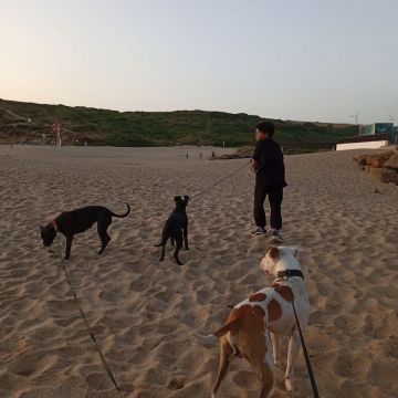Happy Paws Care - Mafra - Mafra - Französisch Übersetzung