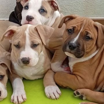 Happy Paws Care - Mafra - Mafra - Hundeausführung