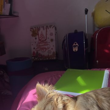 Margarida Caldeira - Alcochete - Dog Sitting