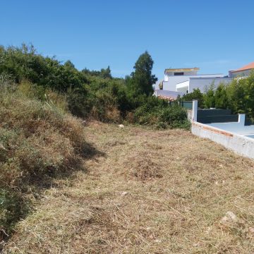 João Moreira - Odivelas - Tree Trimming and Maintenance