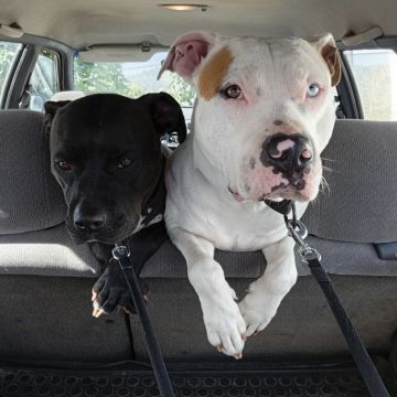 Happy Paws Care - Mafra - Mafra - Übersetzung