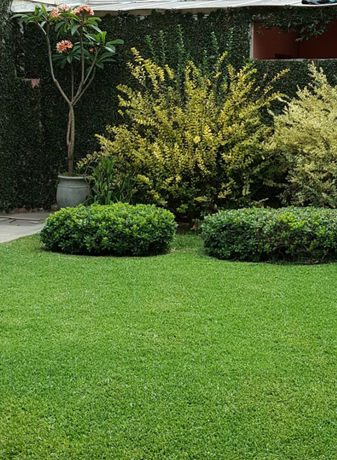 Hortencci Jardinagem - Cascais - Tree Stump Grinding and Removal
