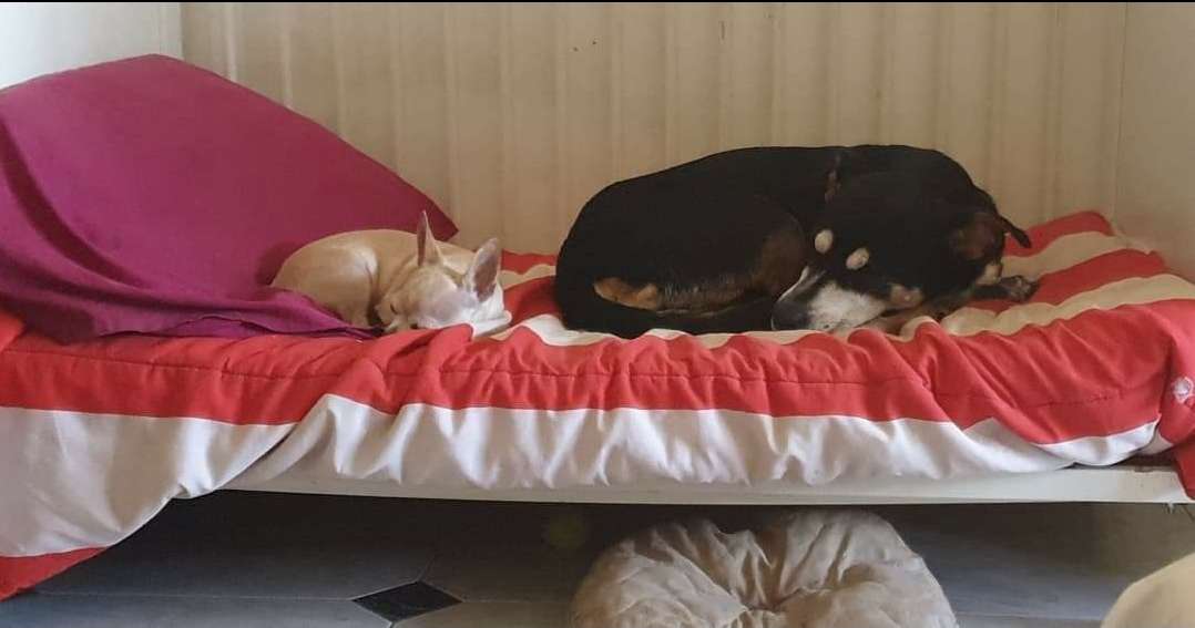Sara Moura - Sintra - Pet Sitting