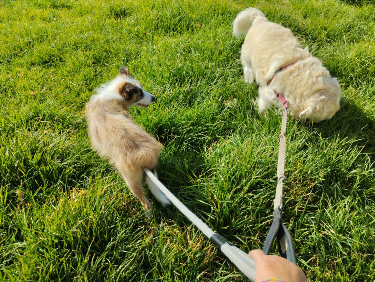 Pet Boarding and Daycare