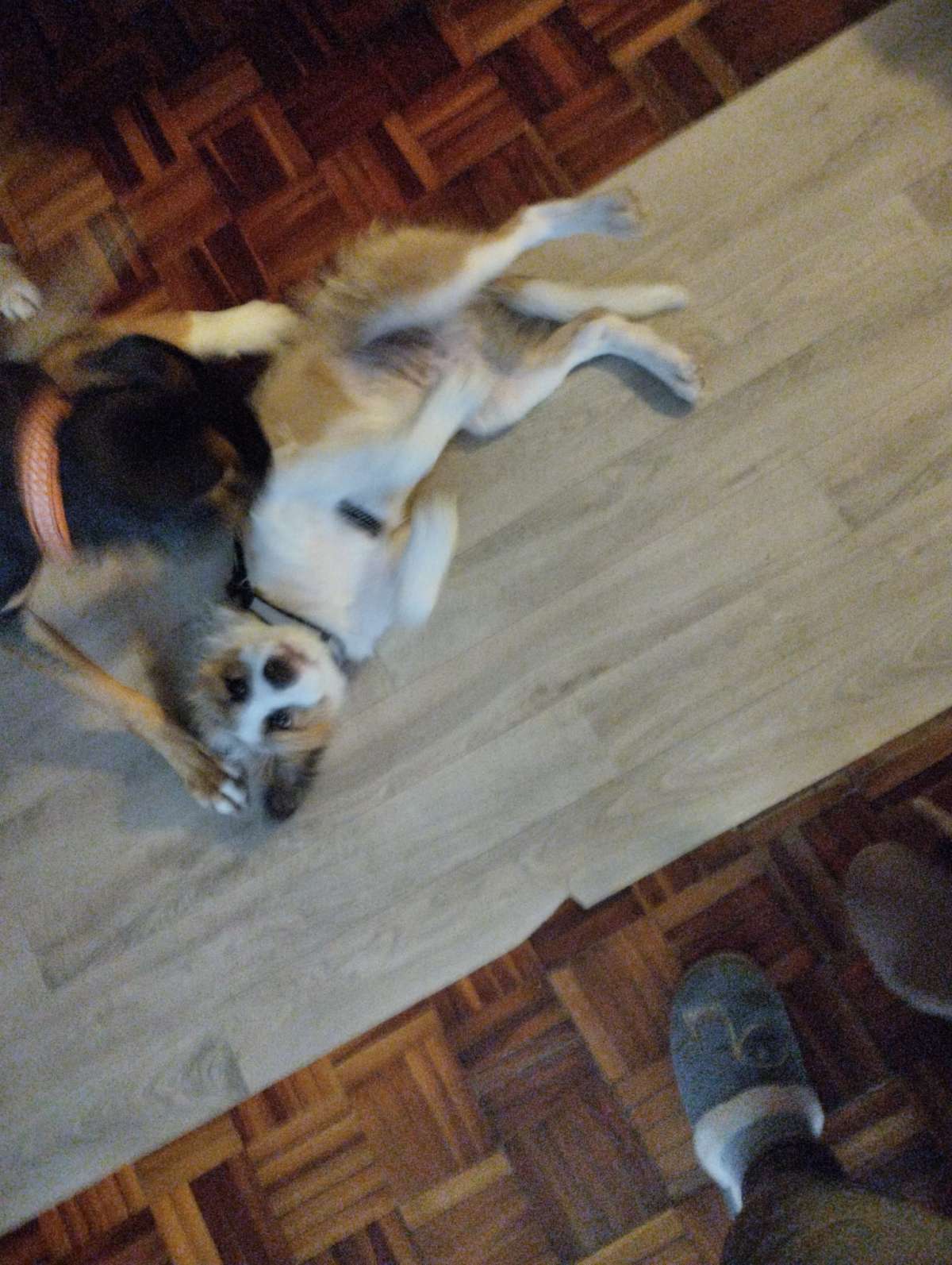 Dog Hotel