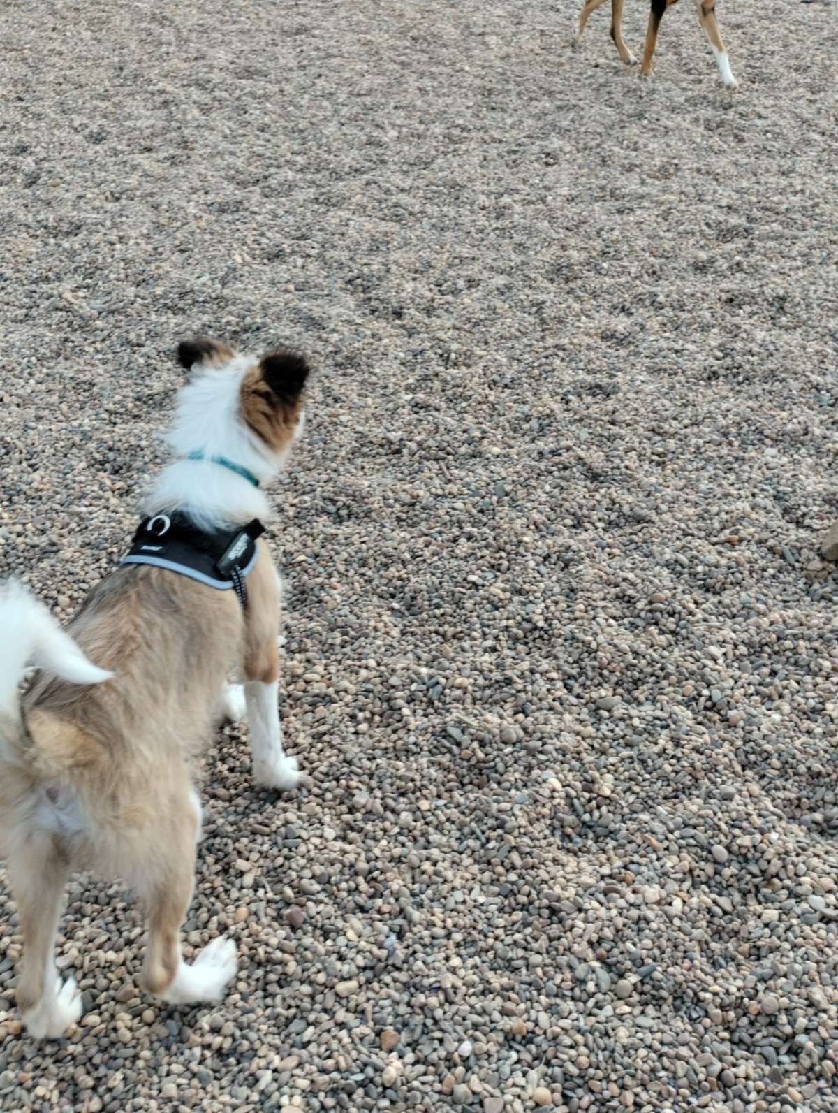 Dog Hotel - Pets