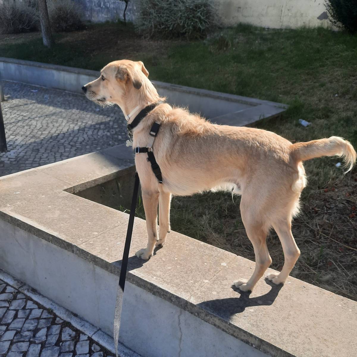 Nadine Relvas - Amadora - Dog Walking