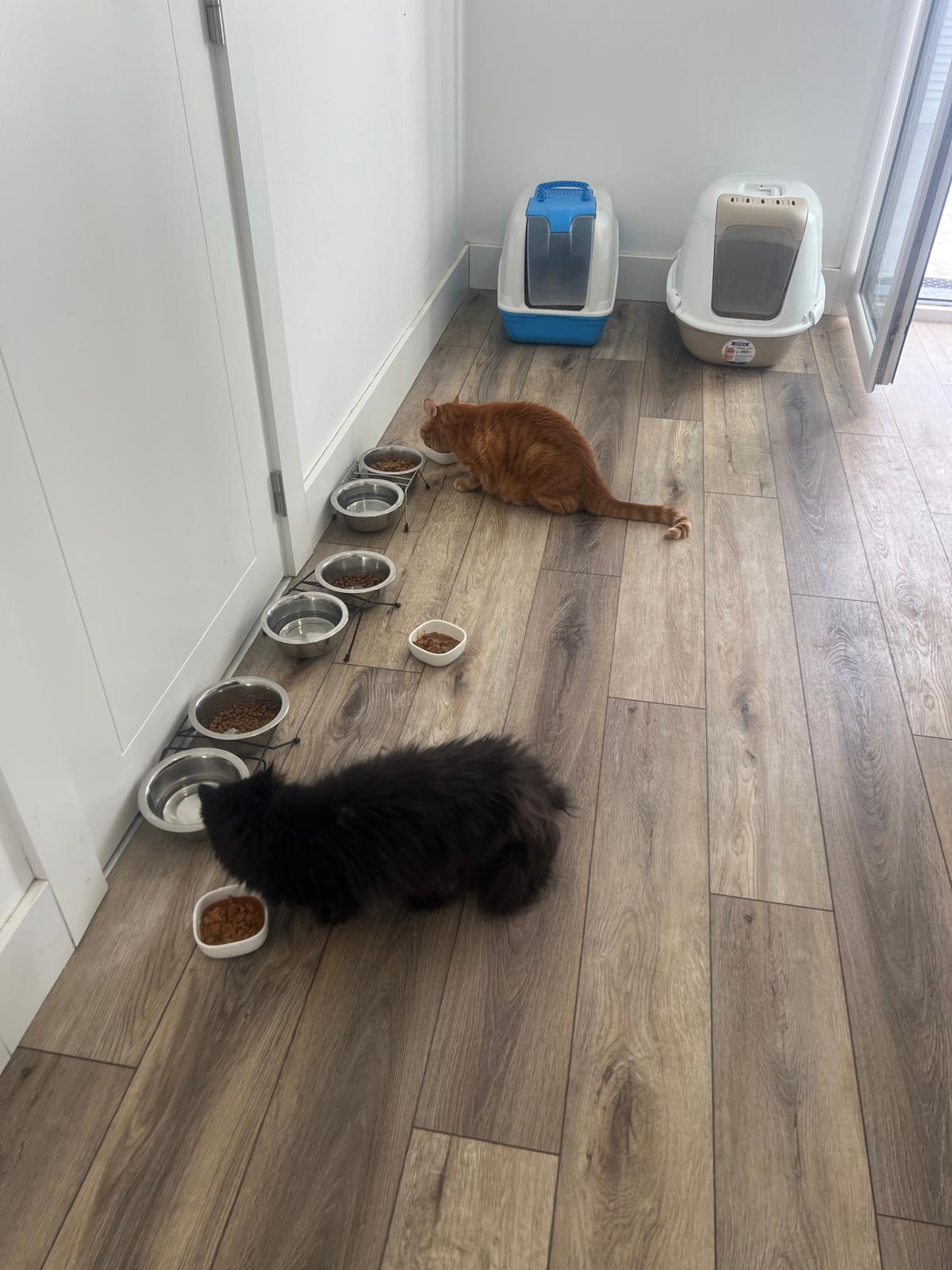 Su Pet Sitter - Odivelas - Dog Sitting